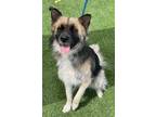 Adopt BALOO a German Shepherd Dog, Alaskan Malamute