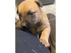 Adopt A691922 a German Shepherd Dog