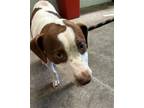 Adopt NED a Beagle, Mixed Breed
