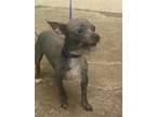 Adopt JERRY a Xoloitzcuintli / Mexican Hairless