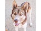 Adopt CANELO a Alaskan Malamute, Mixed Breed