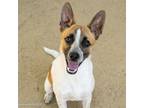 Adopt HERBERT a Parson Russell Terrier