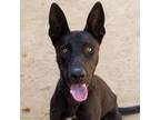 Adopt CHONG a German Shepherd Dog