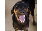 Adopt JACKFRUIT a Doberman Pinscher, Mixed Breed
