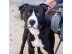 Adopt MACK a Pit Bull Terrier