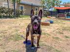 Adopt BLUE a Australian Cattle Dog / Blue Heeler, Siberian Husky