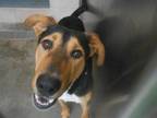 Adopt ROMEO a Doberman Pinscher, Mixed Breed