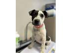 Adopt A238744 a Pit Bull Terrier, Mixed Breed