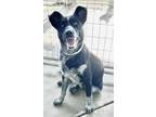Adopt A238829 a Australian Cattle Dog / Blue Heeler, Mixed Breed
