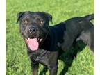Adopt ROME a Rottweiler, Pit Bull Terrier