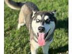 Adopt MILO a Siberian Husky