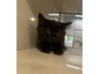 Adopt MIDNIGHT a Domestic Medium Hair