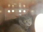 Adopt TOFU a Domestic Short Hair