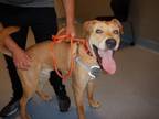 Adopt SCOOBY DOO a Pit Bull Terrier, Mixed Breed