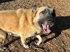 Adopt MAVERICK a Anatolian Shepherd