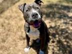 Adopt DIEGO a Pit Bull Terrier