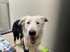 Adopt JEFF a Border Collie