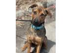 Adopt ZORRO a German Shepherd Dog, Mixed Breed