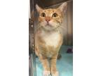 Adopt MUNCHKIN a Domestic Short Hair
