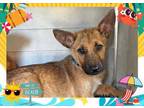 Adopt HERON a German Shepherd Dog, Belgian Shepherd / Malinois