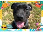 Adopt KIRK a Pit Bull Terrier