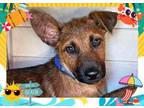 Adopt OSPREY a German Shepherd Dog, Belgian Shepherd / Malinois
