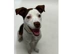 Adopt CALVIN a Pit Bull Terrier, Mixed Breed