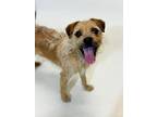 Adopt REX a Border Terrier