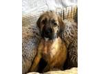 Adopt THE WIZ a Schnauzer, Mixed Breed