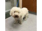 Adopt GASTON a Bichon Frise, Mixed Breed