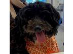 Adopt BANJO a Poodle