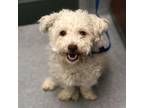 Adopt BIXBY a Poodle