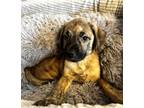 Adopt TIN MAN a Schnauzer, Mixed Breed