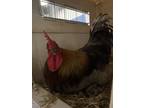 Adopt SMOKEY a Chicken