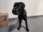 Adopt GOLIATH a Cane Corso