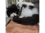 Adopt BATMAN a Persian