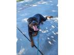 Adopt DUDE a Rottweiler