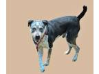 Adopt DOMINO a Pit Bull Terrier, Australian Cattle Dog / Blue Heeler