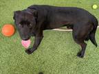 Adopt BABY a Labrador Retriever, Mixed Breed