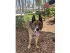 Adopt DREW a Akita