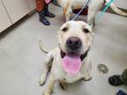 Adopt DALLAS a Mastiff, Mixed Breed