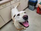 Adopt DIXON a Mastiff, Mixed Breed