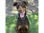 Adopt CARTER a Doberman Pinscher