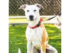 Adopt JELLYFISH a Australian Cattle Dog / Blue Heeler, Pit Bull Terrier
