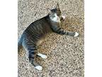 Adopt KEYSTONE a Domestic Short Hair