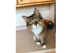 Adopt BRECK a Domestic Short Hair
