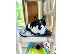 Adopt ALADDIN a Domestic Short Hair