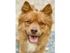 Adopt Chewi a Pomeranian