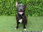 Adopt BART a Pit Bull Terrier