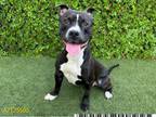 Adopt BROLY a Staffordshire Bull Terrier, Pit Bull Terrier